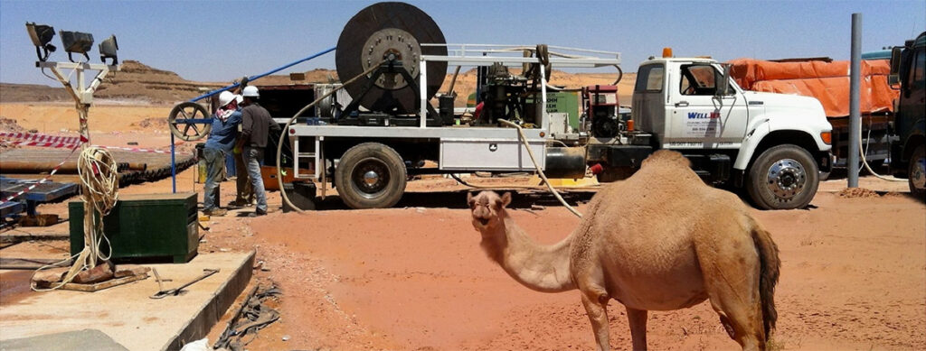 Curious camel in Jordan.