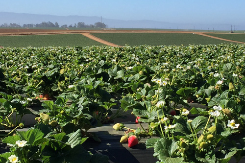 CalGiant Berry Farms.