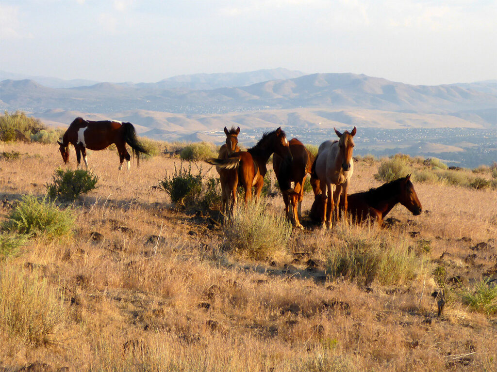 wild horses, Nye County, Nevada.